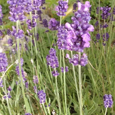 Il Giardino Di Julia Frühstückspension