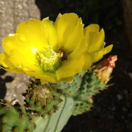 Il Giardino Di Julia Frühstückspension Tortora